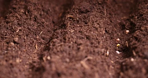 A plot of land mixed with peat in which radish seeds are planted, close up Vídeos de archivo 311339789