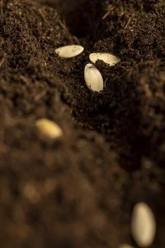 A plot of land mixed with peat in which cucumber seeds are planted closeup Fotos de archivo