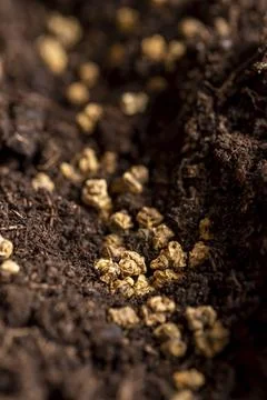 A plot of land mixed with peat in which red beet seeds are planted, side view Fotos de archivo