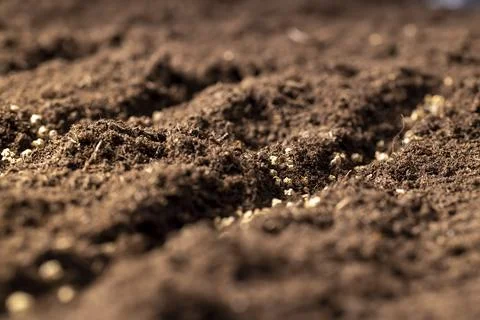 A plot of land mixed with peat in which red beet seeds are planted, closeup Fotos de archivo