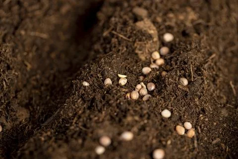 A plot of land mixed with peat in which radish seeds are planted Fotos de archivo