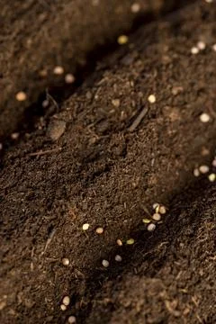 A plot of land mixed with peat in which radish seeds are planted Fotos de archivo