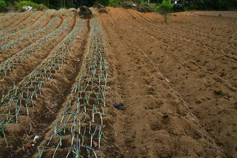 The plot of land is ready to be planted with vegetables Stock Photos