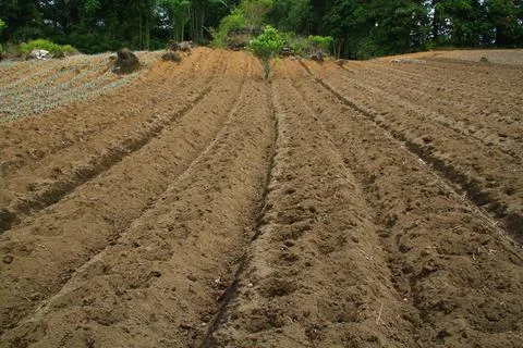 The plot of land is ready to be planted with vegetables Stock Photos
