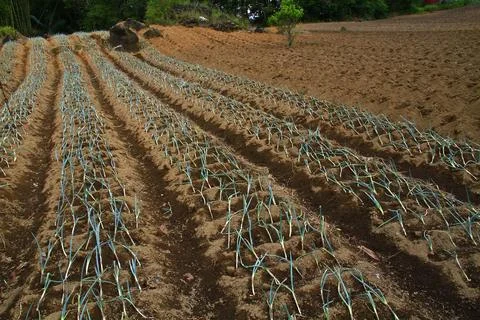 The plot of land is ready to be planted with vegetables Stock Photos