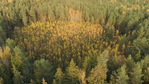 Plot of land with trees restored after fire 스톡 동영상 148603637