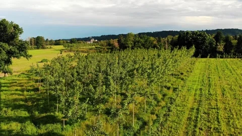 Plot of Land Used For Reforestation, With Young Trees, Aerial. Serene Orchard Vídeos de archivo 275769422