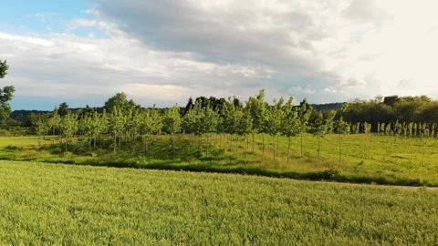 Plot of Land Used For Reforestation, With Young Trees, Aerial. Vídeos de archivo 276099066