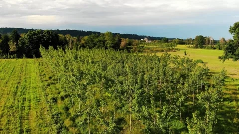 Plot of Land Used For Reforestation, With Young Trees, Aerial. Idyllic Summer Vídeos de archivo 276099294