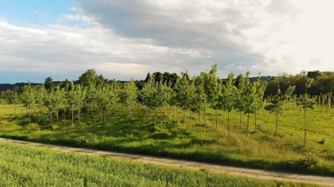 Plot of Land Used For Reforestation, With Young Trees, Aerial.Lush Green Vídeos de archivo 276235163