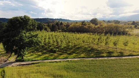 Plot of Land Used For Reforestation, With Young Trees, Aerial. View of Lush Stock Footage 277137602