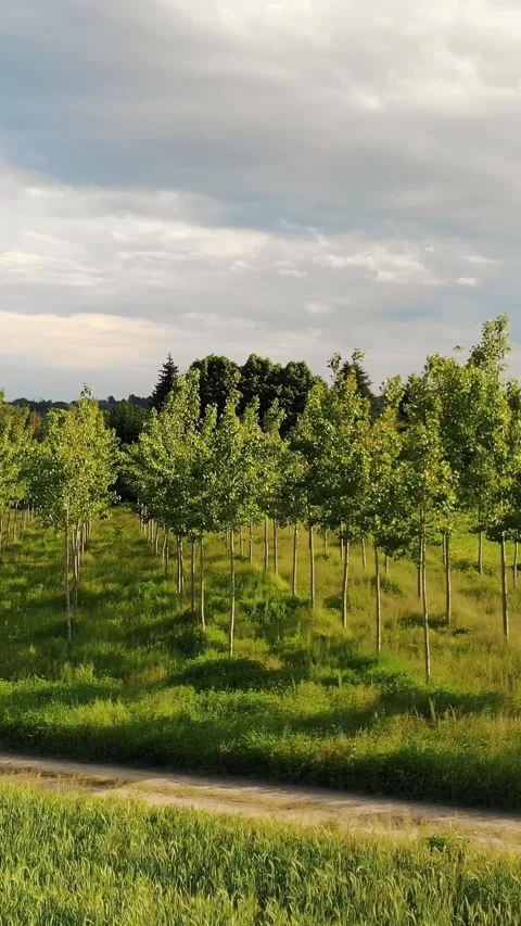 Plot of Land Used For Reforestation, With Young Trees, Aerial. View of Lush Stock Footage 313345900
