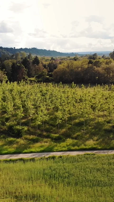 Plot of Land Used For Reforestation, With Young Trees, Aerial. View of Lush Stock Footage 314791311