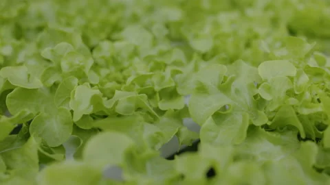 Plot of lettuce grown by hydroponic method Suitable for making salads and food.  Видео 236351215