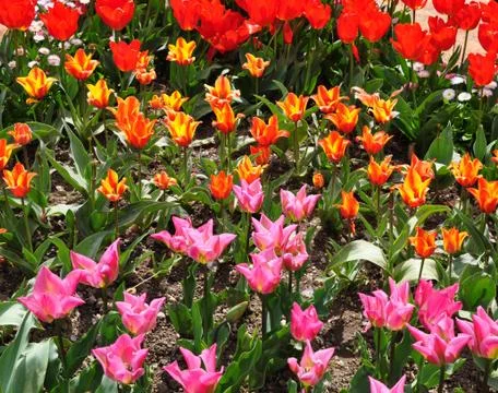 Plot planted with blooming bright tulips of different varieties. Yellow, pink 스톡 사진