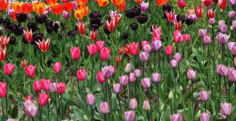 Plot planted with blooming bright tulips of different varieties. 스톡 사진