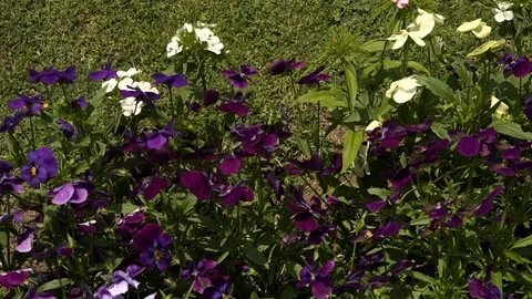 Plot of purple and white pansies Stock Footage 107615012