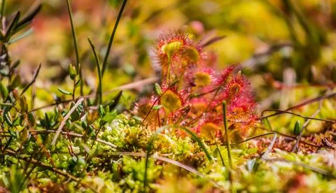Plot of raised bog with sundew Foto stock