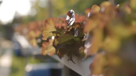 Plot of red oak grown by hydroponic method Suitable for making salads and food.  Stock-Footage 236349789