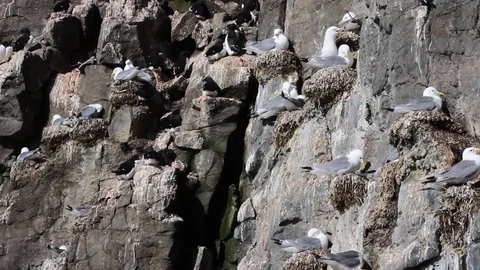 Plot rookery with nests of Kittiwakes Vídeos de archivo 82214771