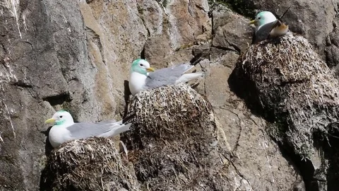 Plot rookery with nests of Kittiwakes Vídeos de archivo 82214898