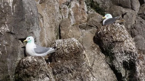 Plot rookery with nests of Kittiwakes Vídeos de archivo 82215454