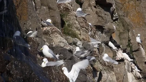 Plot rookery with nests of Kittiwakes Vídeos de archivo 82260963