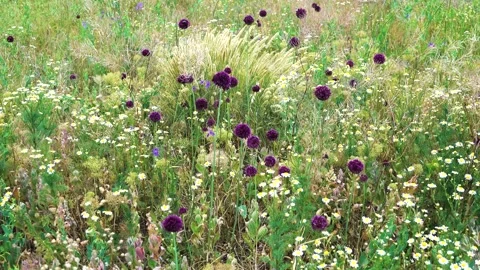 A plot of secondary steppe Vídeos de archivo 238755443