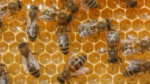 Plot of summer life of bees Vídeos de archivo 86461252