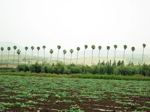 Plot of vegetable field. Stock Photos