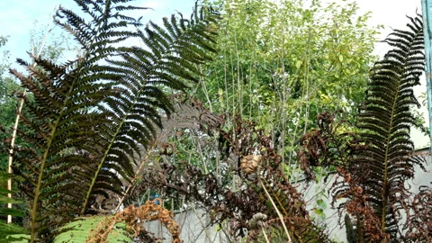 Plot of yard overgrown with withering weeds that. Stock Footage 116797632