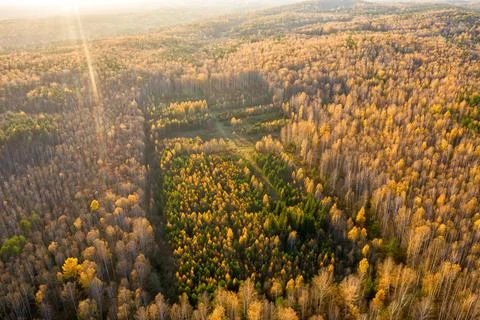 A plot of young forest planted after felling. Flying over the autumn mixed .. Fotos Stock