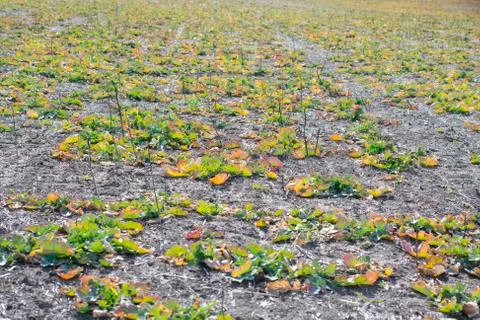 Plot with young plants of winter rape. Stock Photos