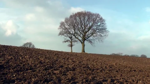 Ploughed field red soil tree with no leaves rural Stock Footage 46450084