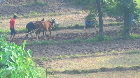 Ploughing the field with the help of bullocks Stock-Footage 42799329