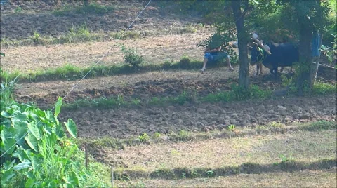 Ploughing the field with the help of bullocks Timelapse Stock Footage 42687008