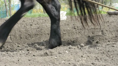 Ploughing the Field with Horses Stock Footage 33625627