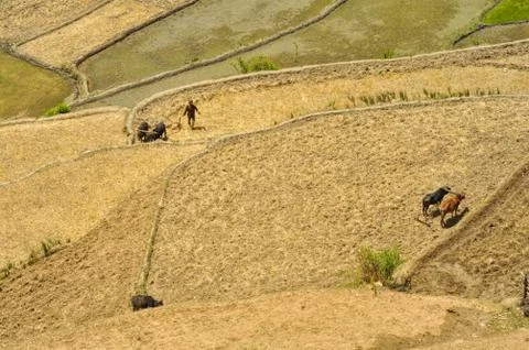 Ploughing fields in nepal Foto stock