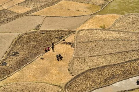Ploughing fields in Nepal Stock Photos