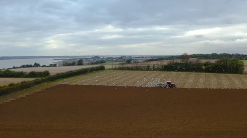 Ploughing with gulls Video stock 119031845