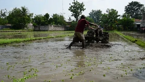 Ploughing the rice fields in Indonesia Stock Footage 71230939