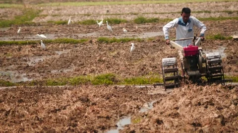 Ploughman work front view on the field of rural Myanmar Stock Footage 61268062