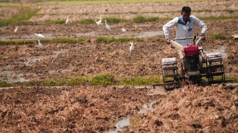 Ploughman work front view on the field of rural Myanmar - smooth zoom Stock Footage 76439215