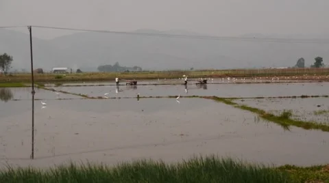 Ploughmen work time lapse on the field of rural Myanmar  Stock Footage 61268019