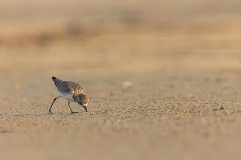 Plover on the beach Stock Photos