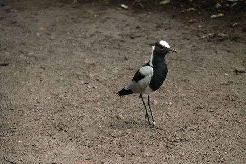 Plover Bird. 写真素材