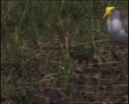 Plover Bird Wild Video stock 147970