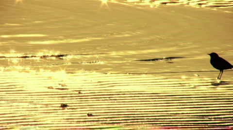 Plover crossing the screen on the beach 2 Stock Footage 437124