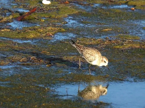 Plover feeding in a Florida marsh. Stock Footage 87477610