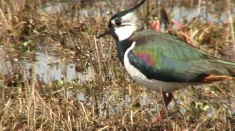 Plover Stock Footage 18186002